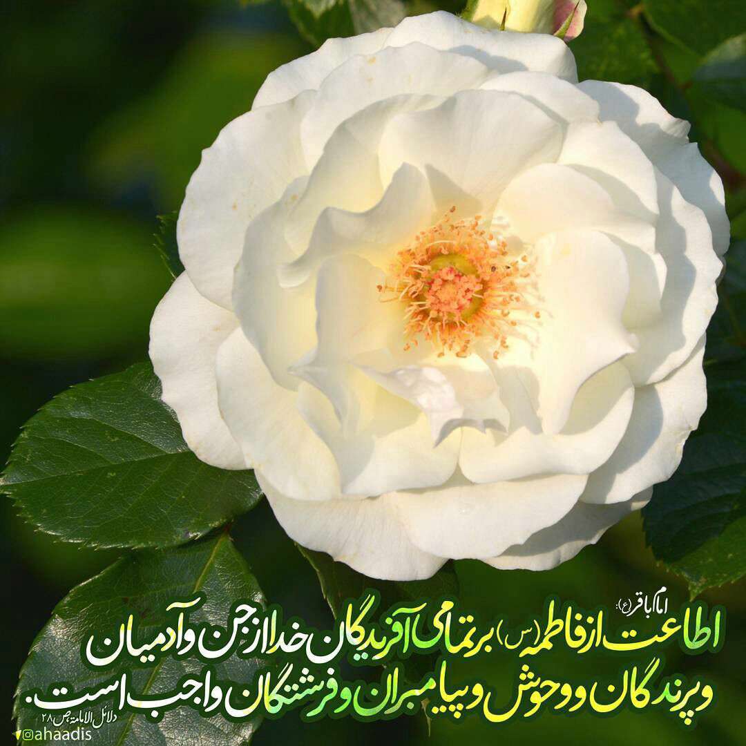 حدیثی از امام محمد باقر